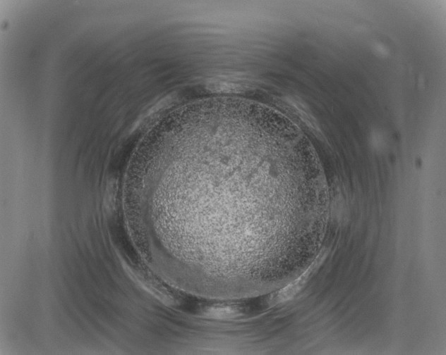 X0000085060171200703121534