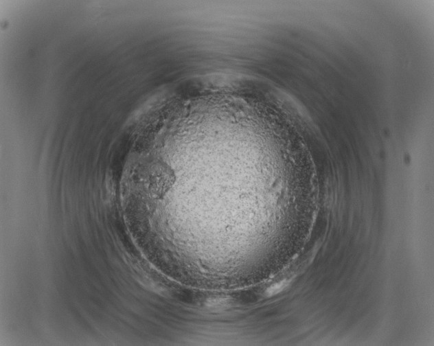 X0000085060173200703121534