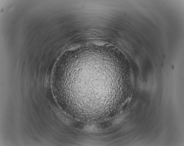 X0000085060177200703121534