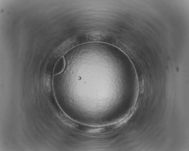 X0000085060178200703121534