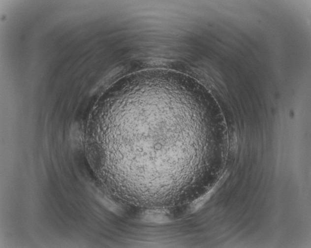 X0000085060179200703121534