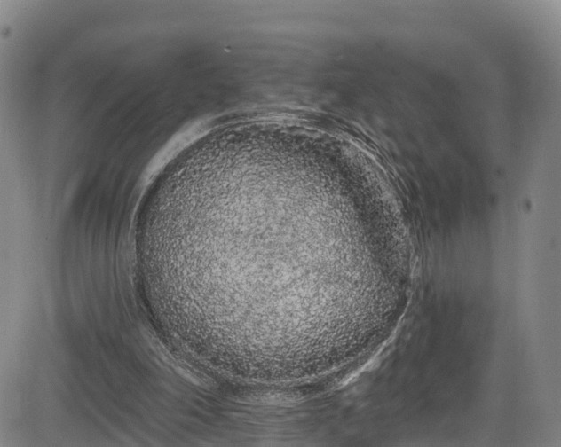 X0000085060198200703121533