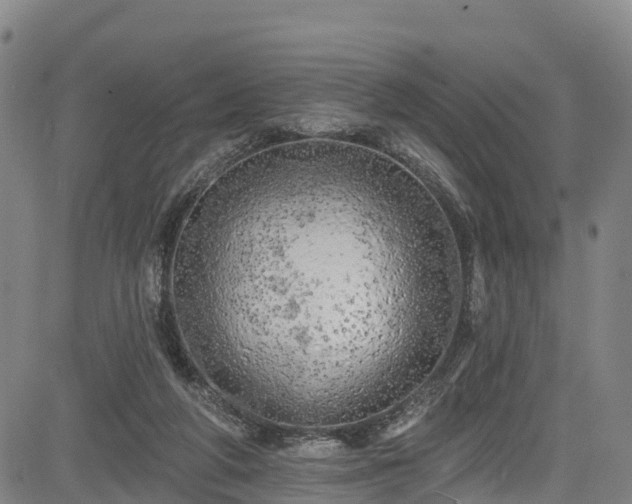 X0000085060210200703121533