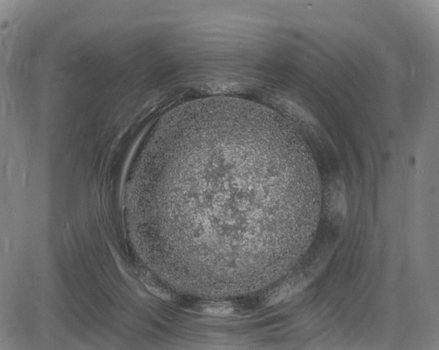 X0000085060214200703121533