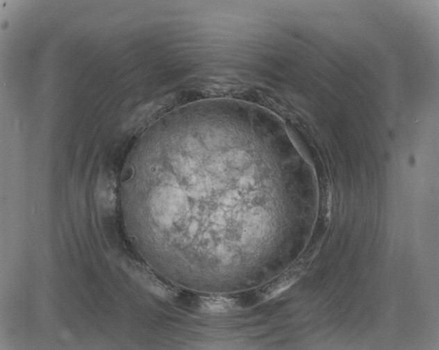 X0000085060226200703121533