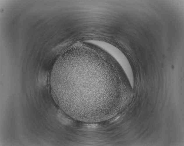 X0000085060233200703121533