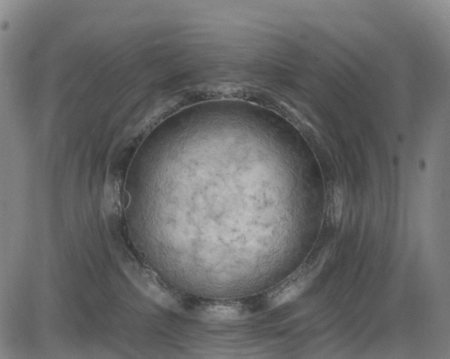 X0000085060236200703121533