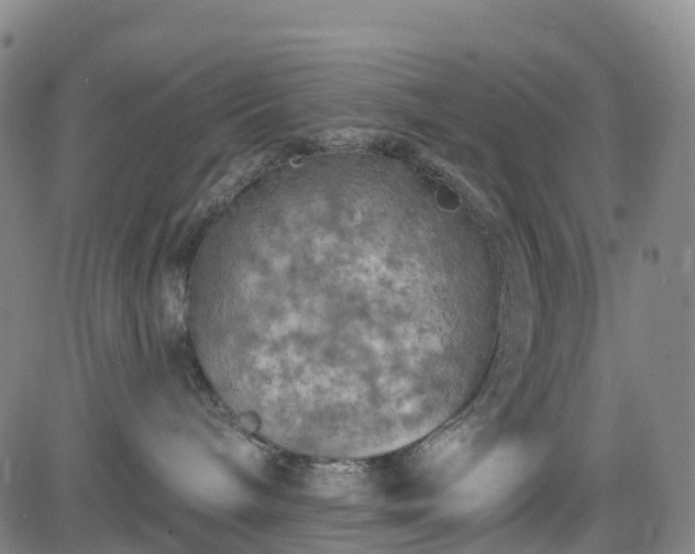 X0000085060240200703121533