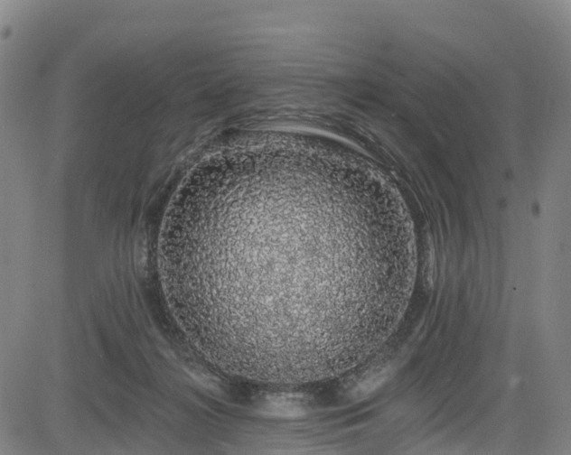 X0000085060268200703121532