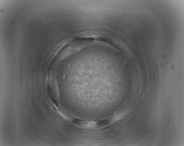 X0000085060288200703121533