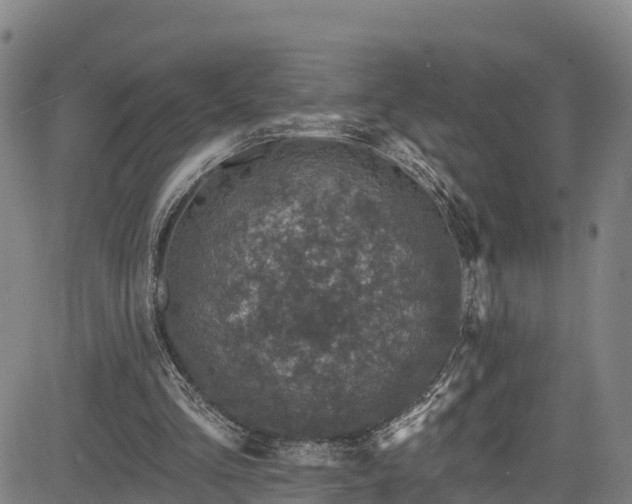 X0000085060293200703121532