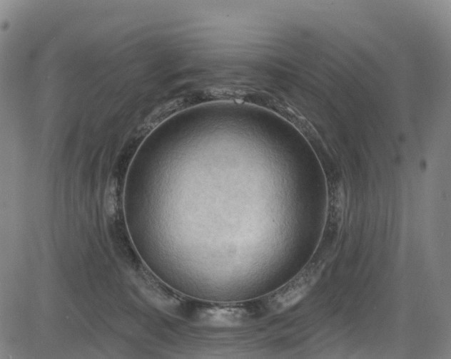 X0000085060323200703121531