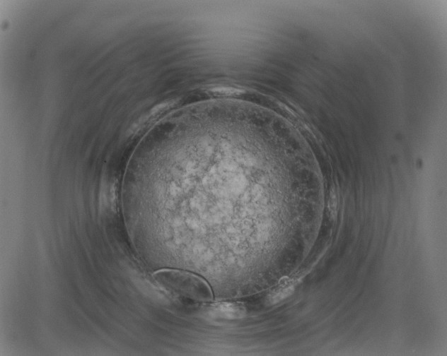 X0000085060330200703121531