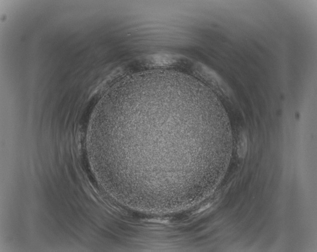 X0000085060366200703121531