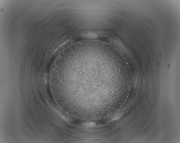 X0000085060374200703121531