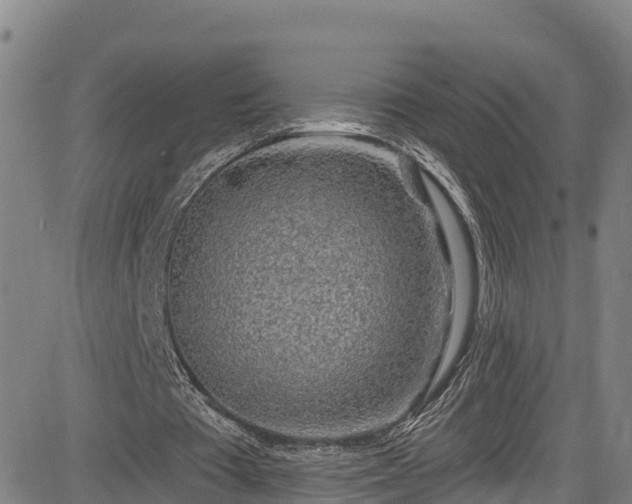 X0000085060385200703121530