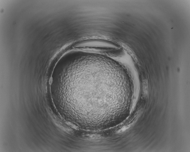 X0000085060395200703121530