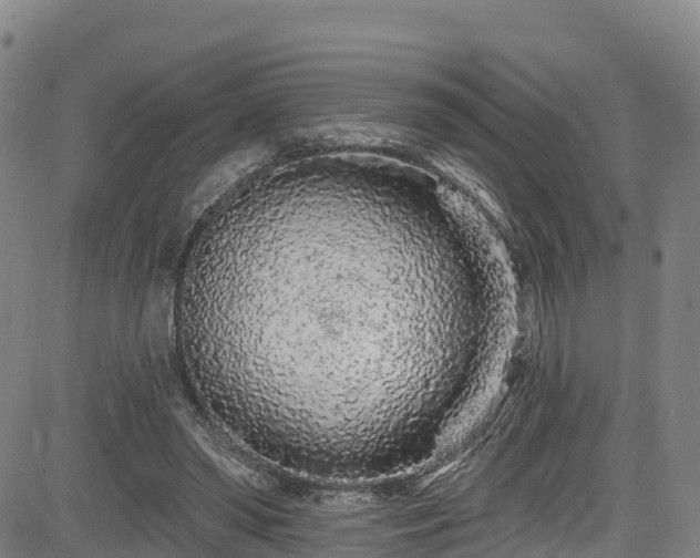 X0000085060398200703121530