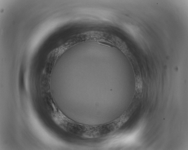 X0000085060431200703121530