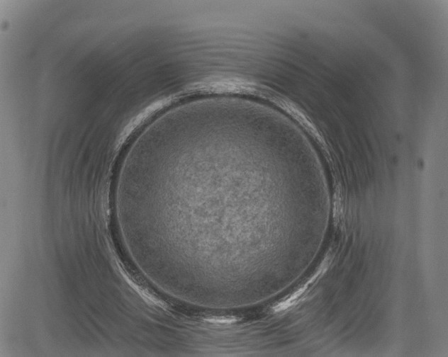 X0000085060438200703121529