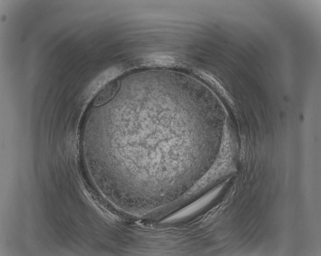 X0000085060439200703121529