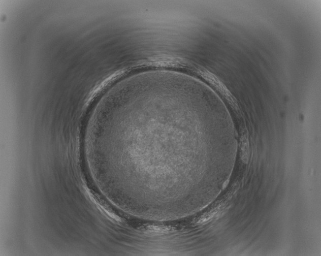 X0000085060442200703121529