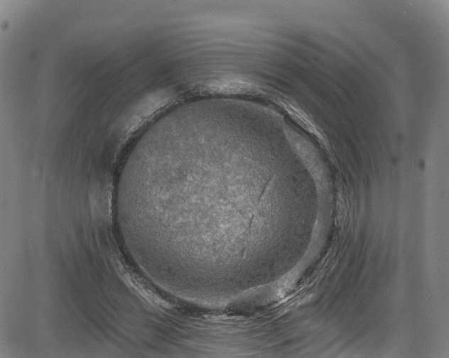 X0000085060446200703121529