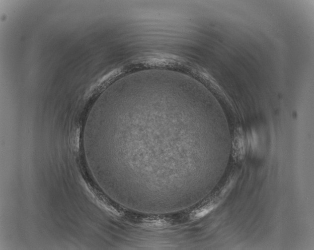 X0000085060454200703121529