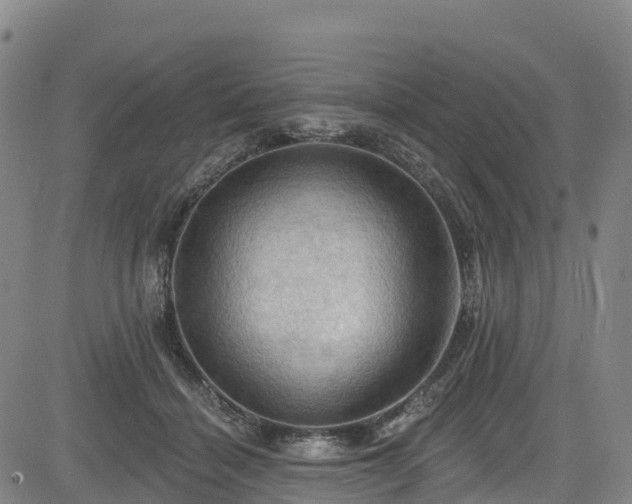 X0000085060460200703121529