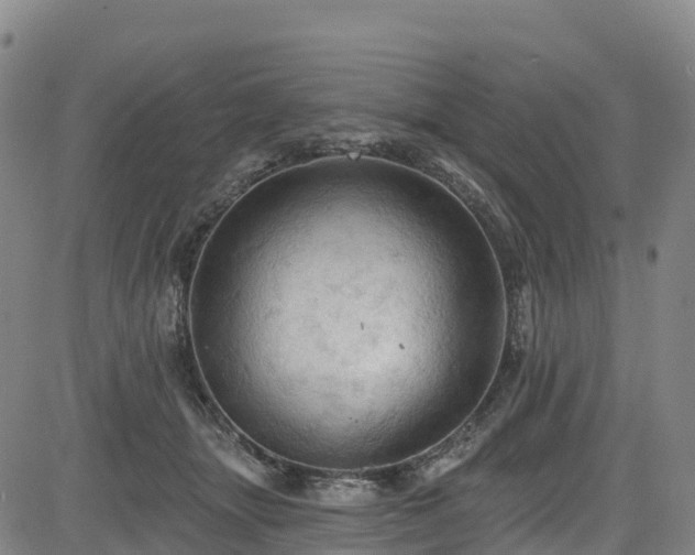 X0000085060463200703121529