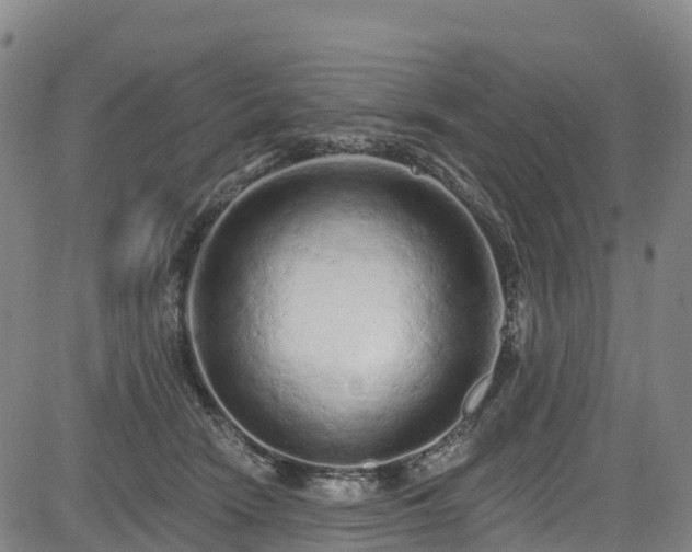 X0000085060466200703121529