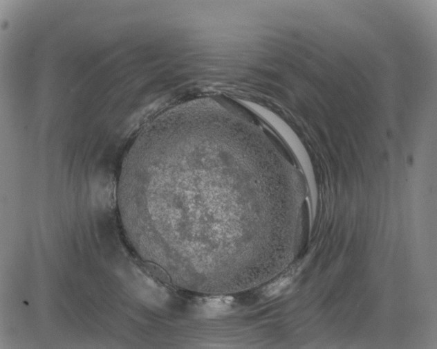 X0000085060474200703121529