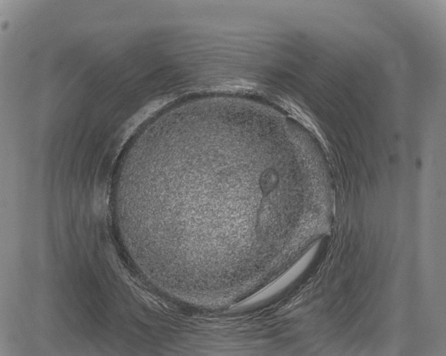 X0000085060483200703121529