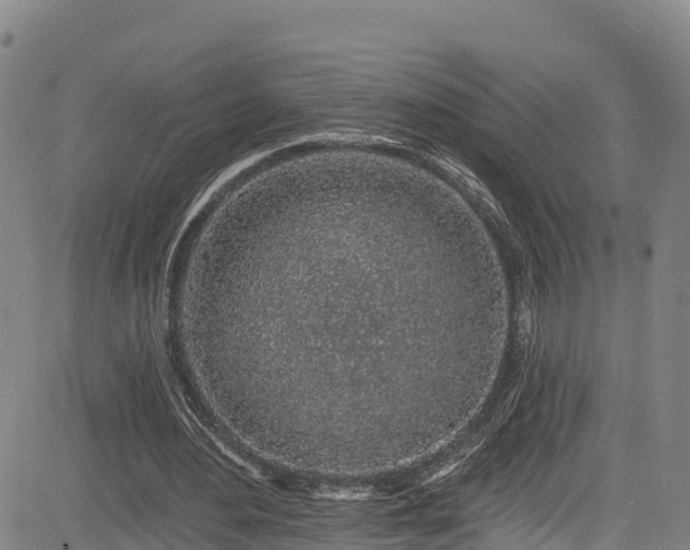 X0000085060484200703121529