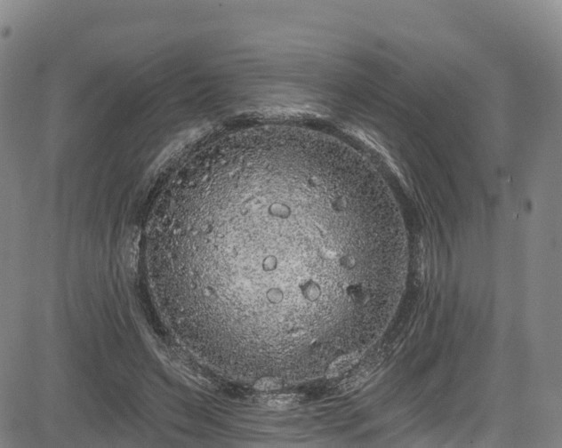 X0000085060495200703121529