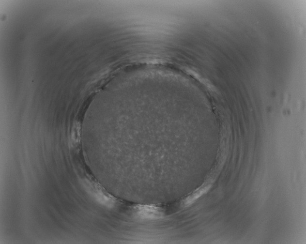 X0000085060528200703121528