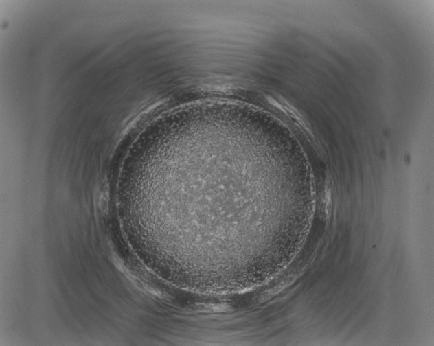 X0000085060552200703121528