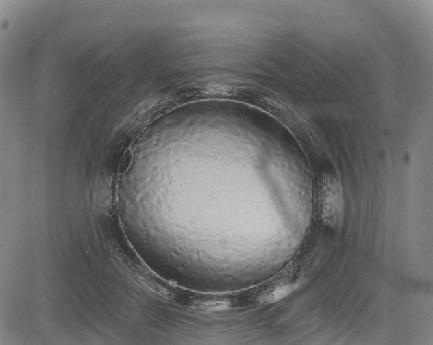 X0000085060554200703121528