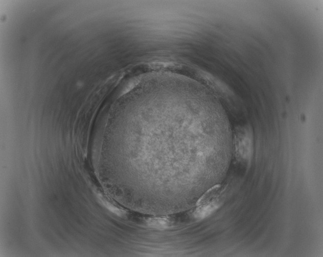 X0000085060574200703121528