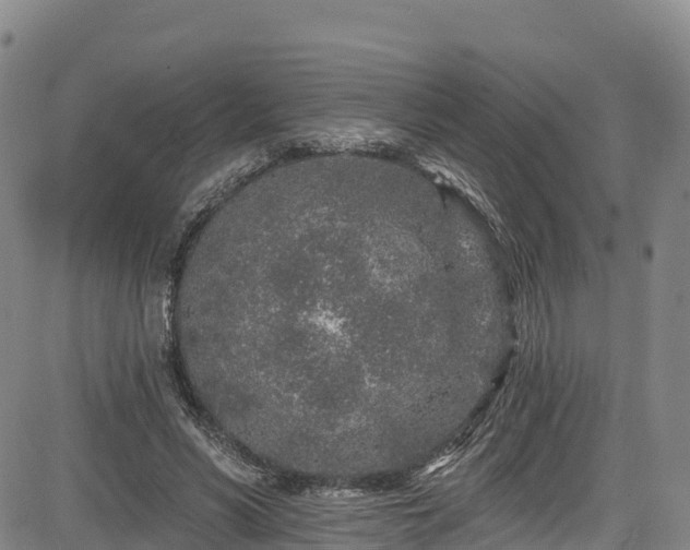 X0000085060590200703121527