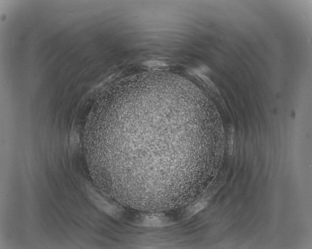 X0000085060618200703121526