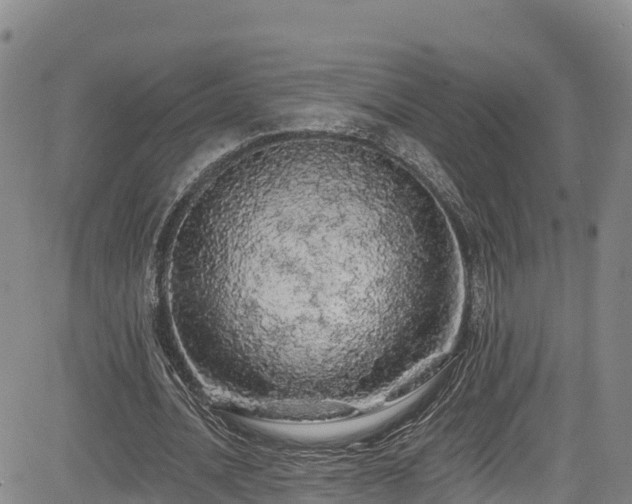 X0000085060628200703121526