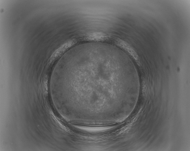 X0000085060633200703121526