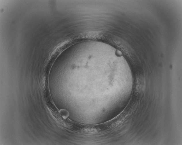 X0000085060636200703121526