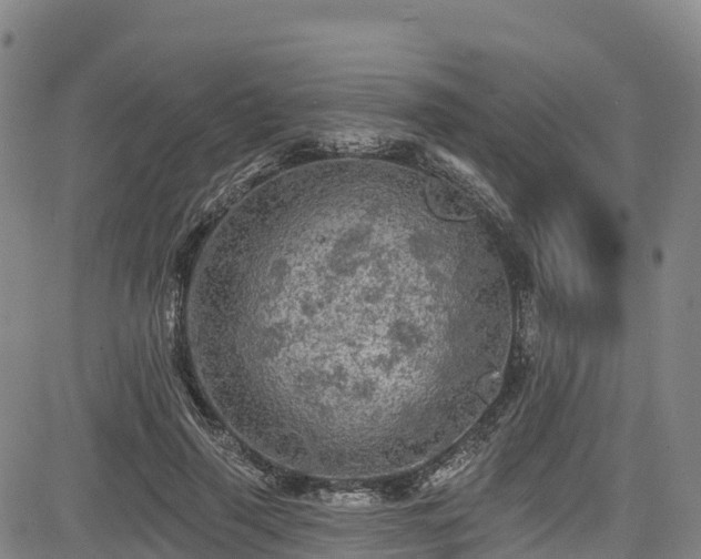 X0000085060645200703121526