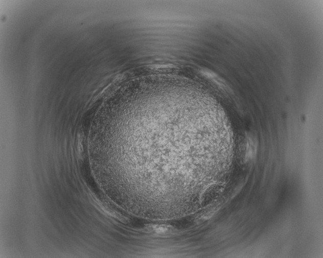 X0000085060654200703121526