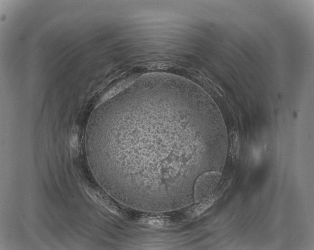 X0000085060655200703121526