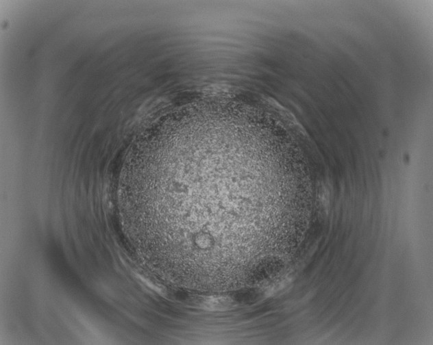 X0000085060663200703121526