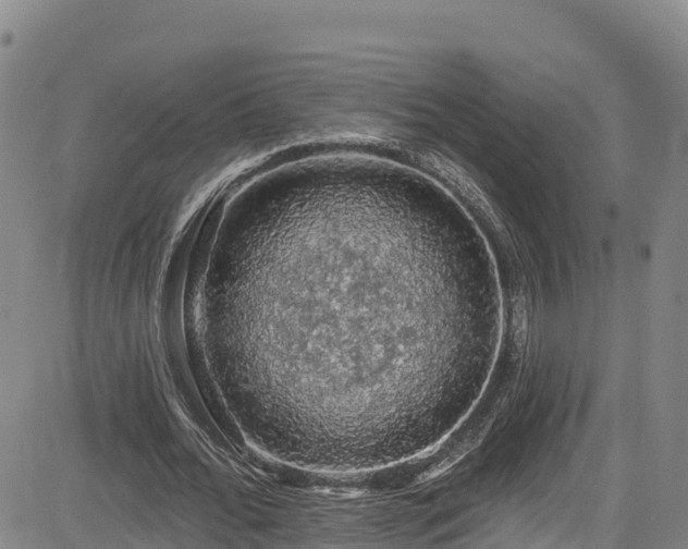 X0000085060676200703121525