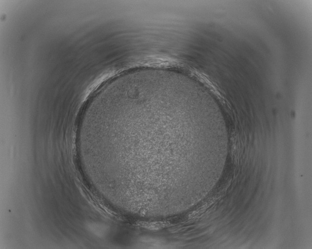 X0000085060679200703121525